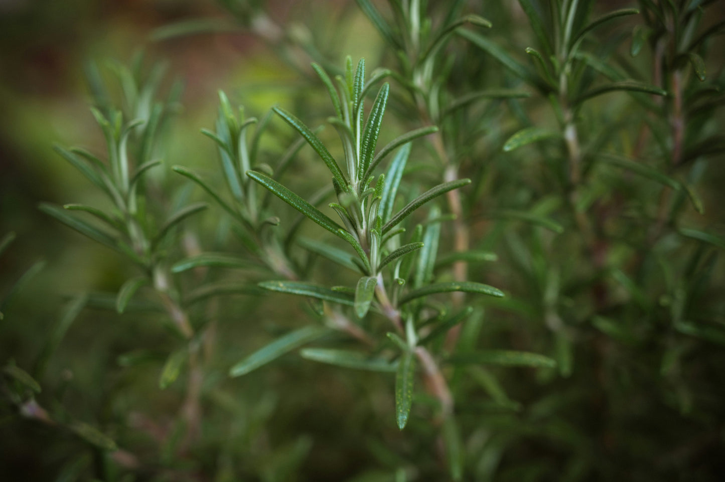 Nutrient Dense Salve