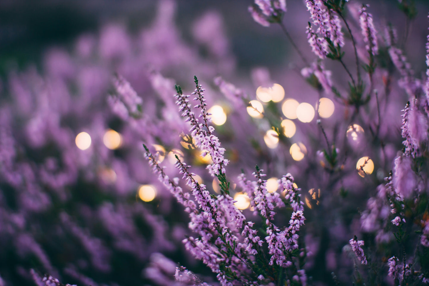 Rosemary Lavender Hair Oil