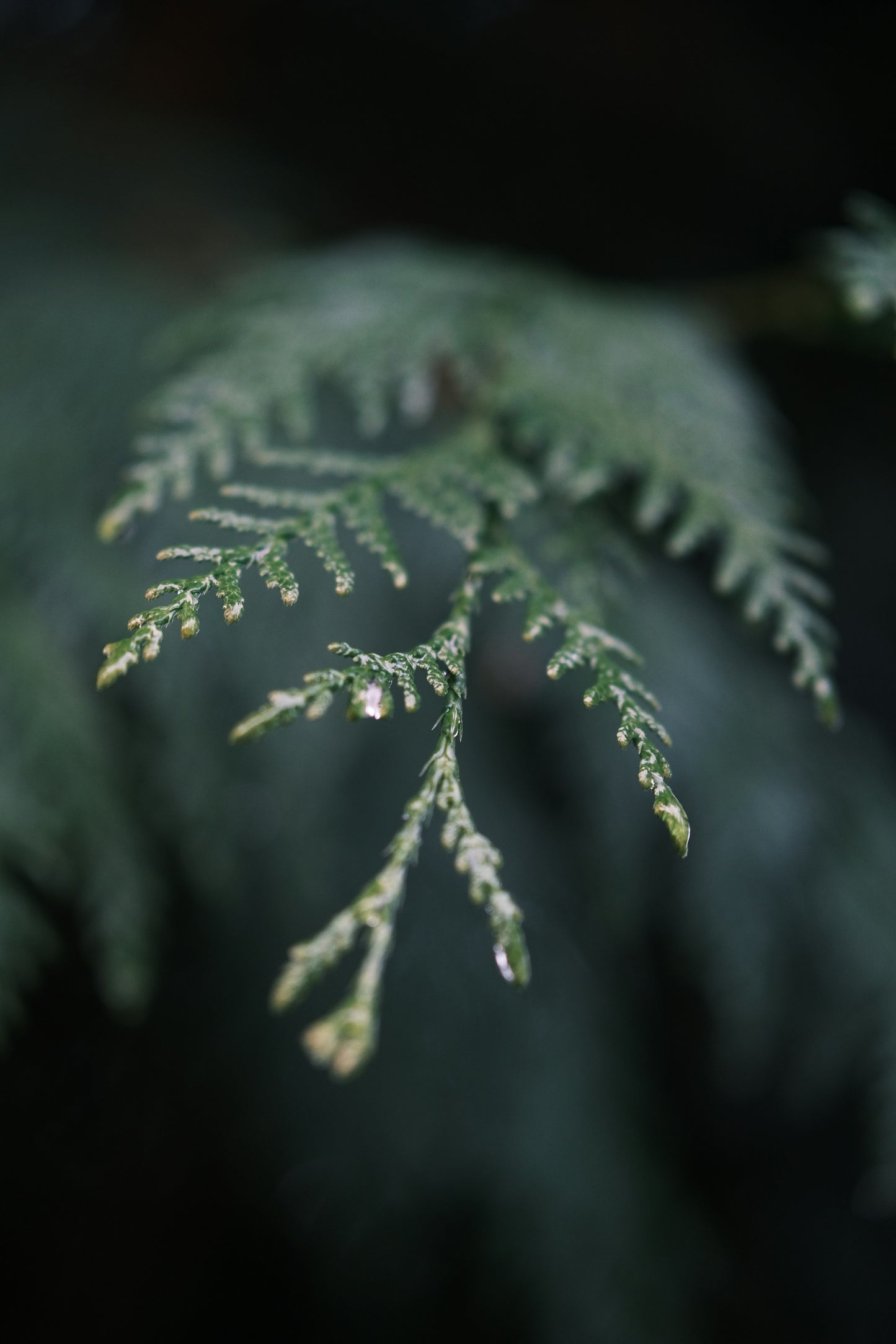 Western Red Cedar Facial Toner