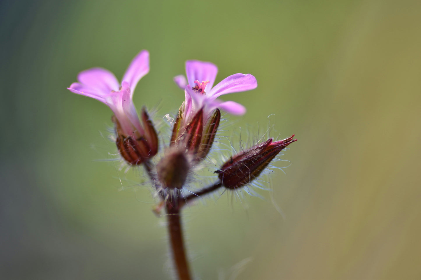 Herb Robert Facial Oil Cleanser