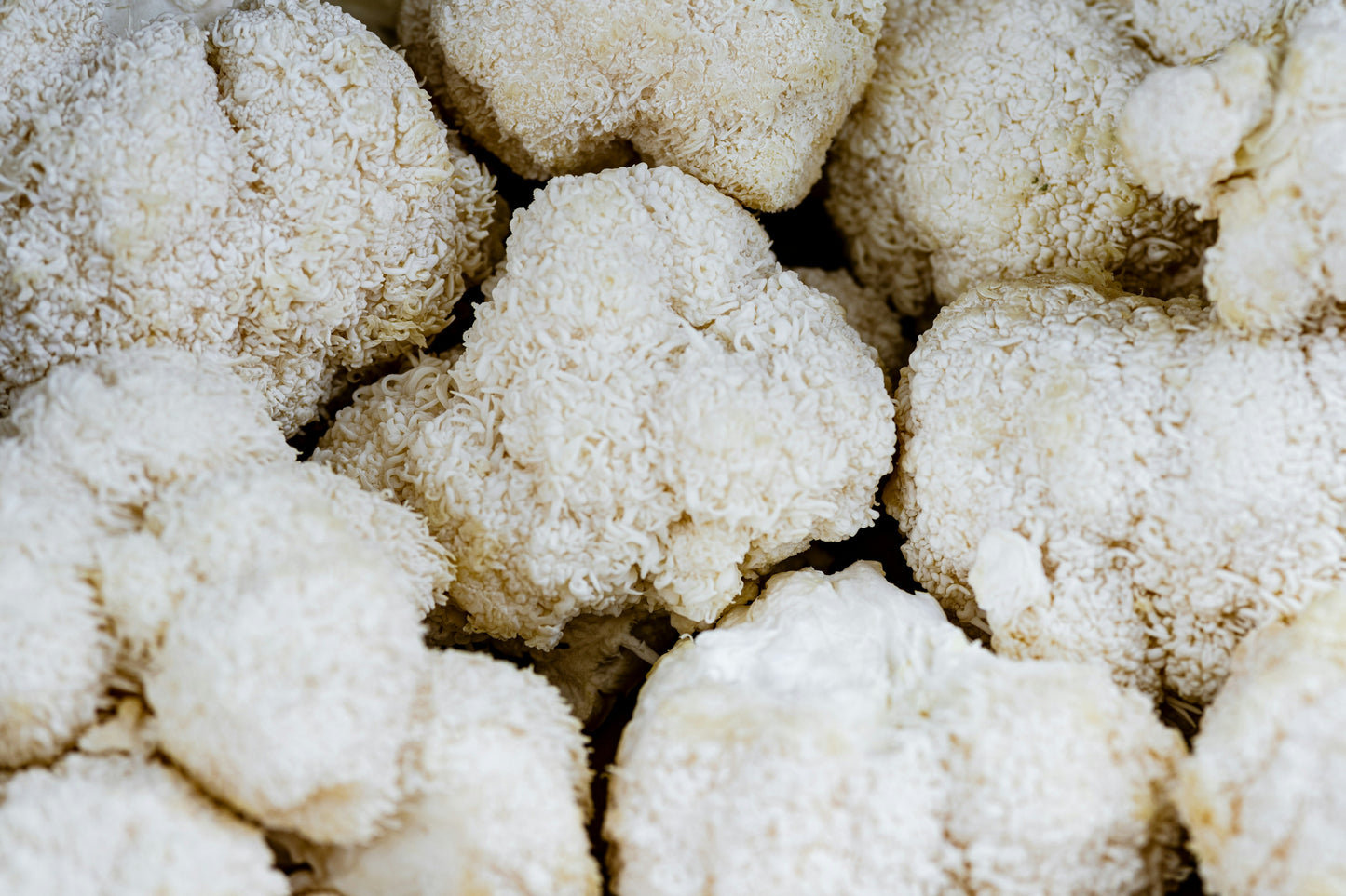 Lion's Mane Tincture - Brain Health and Nervous System Support