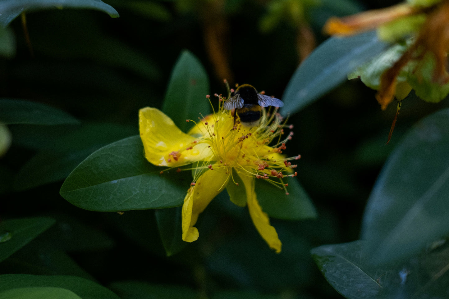 Saint John's Wort Tincture