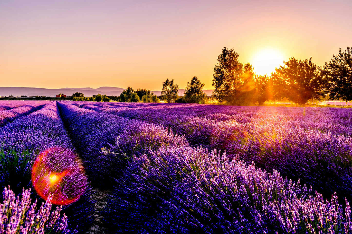Lavender Syrup – 16 oz | Organic Herbal Syrup for Mocktails, Teas & Desserts