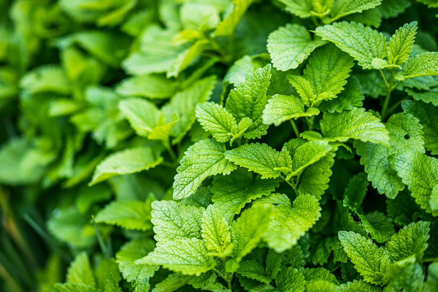 Lemon Balm Syrup – 16 oz | Organic Calming Herbal Syrup for Mocktails, Teas & Wellness