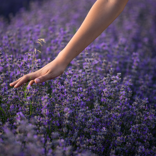 Discover the Soothing Benefits of Lavender: A Natural Wellness Essential